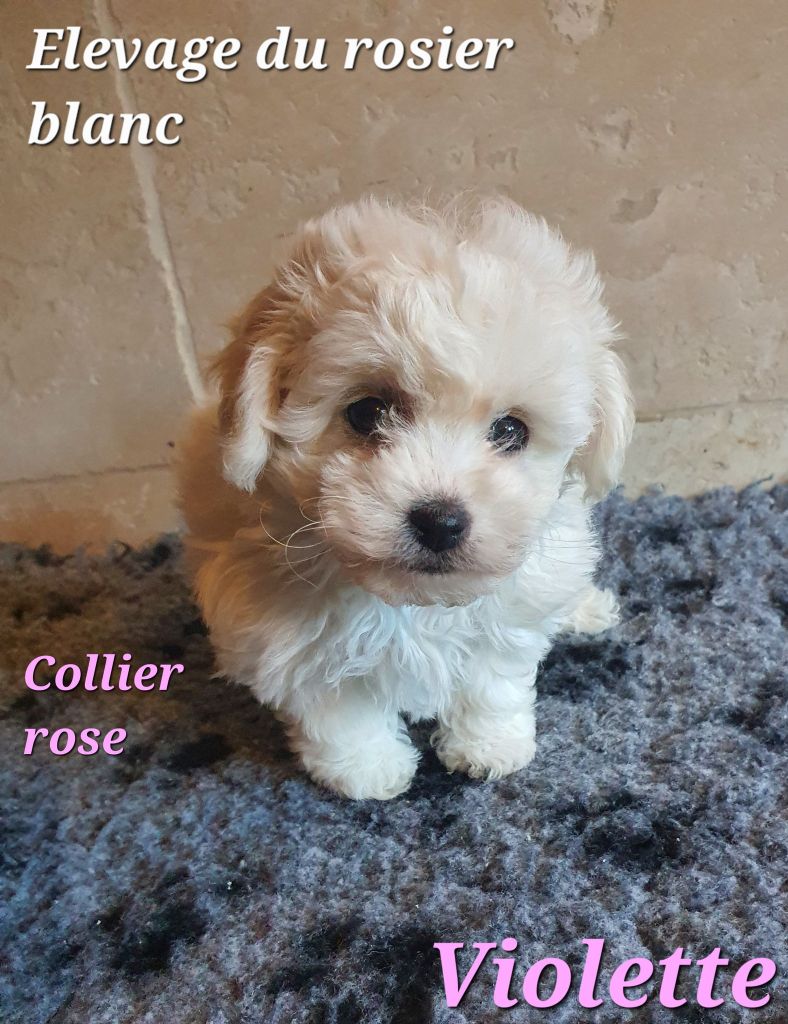 du Rosier Blanc - Chiot disponible  - Bichon Frise