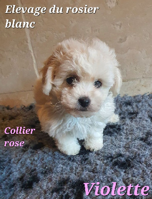 du Rosier Blanc - Bichon Frise - Portée née le 28/11/2024