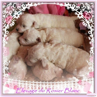 du Rosier Blanc - Bichon Frise - Portée née le 30/11/2024