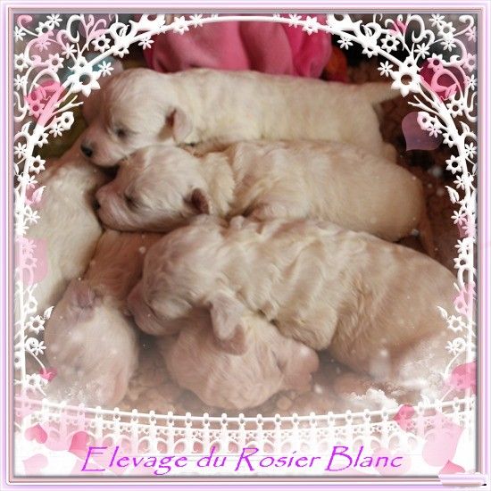 chiot Bichon Frise du Rosier Blanc